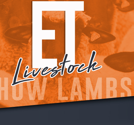 ET Livestock Show Lambs